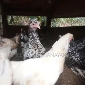 bantam chickens