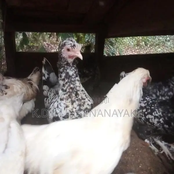 bantam chickens