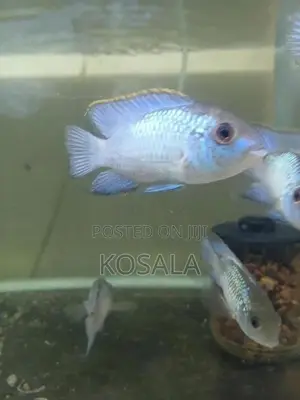 Blue Akara