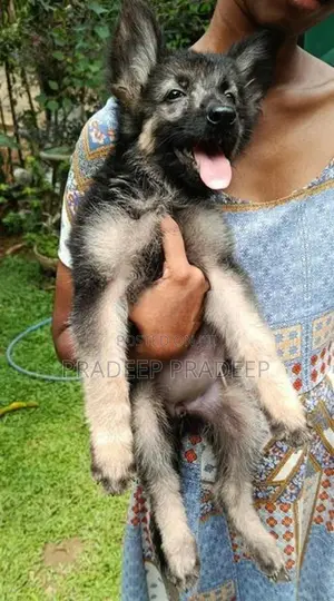 german shepherd