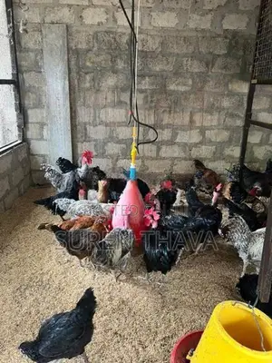 ஊர் கோழிகள் விற்பனைக்கு