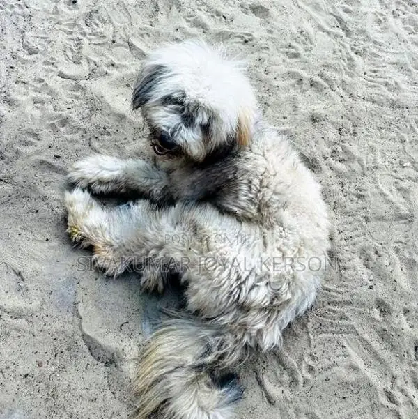 Shih Tzu Puppy