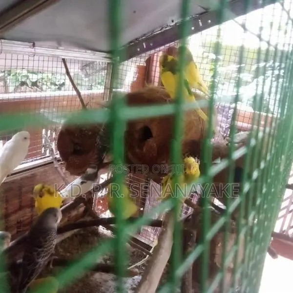 Love Birds