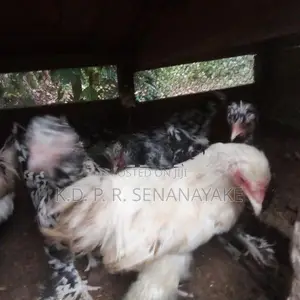 bantam chickens