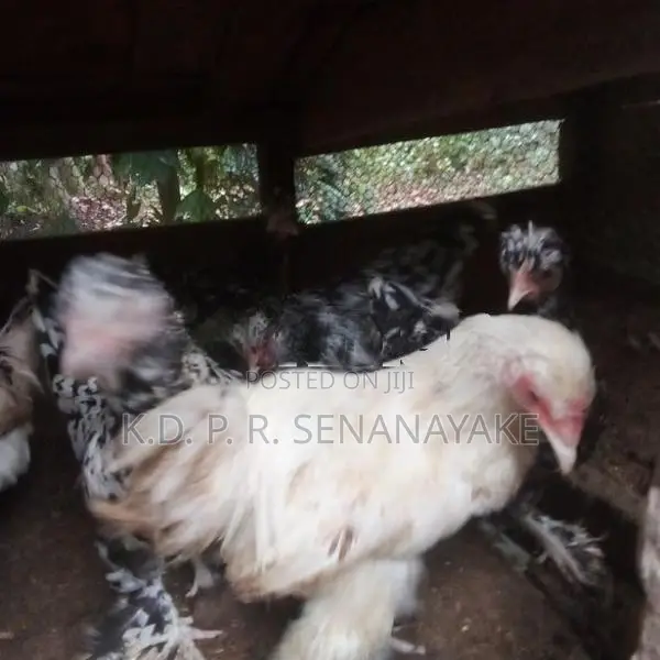bantam chickens