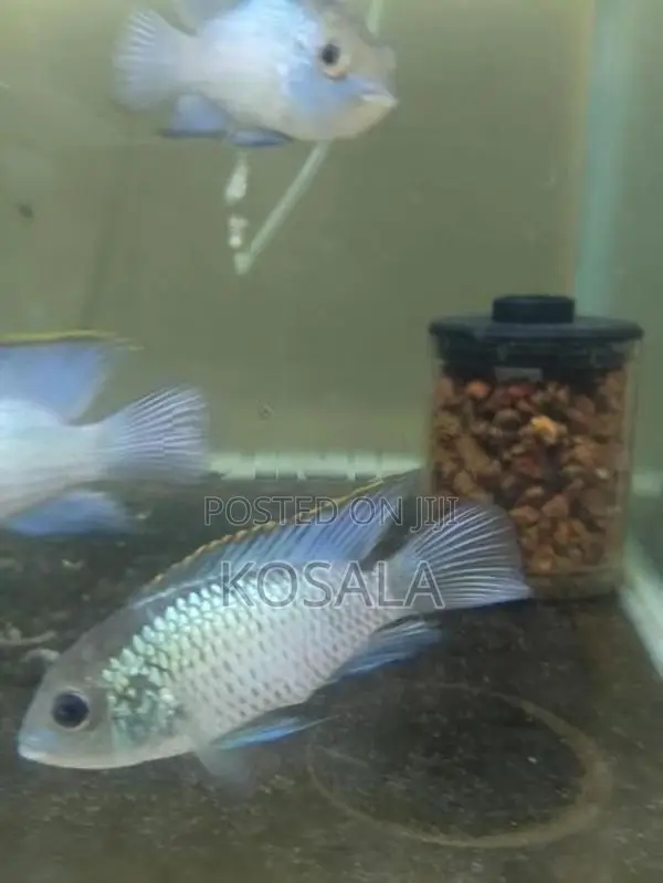 Blue Akara