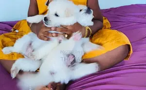 Lion Pomeranian