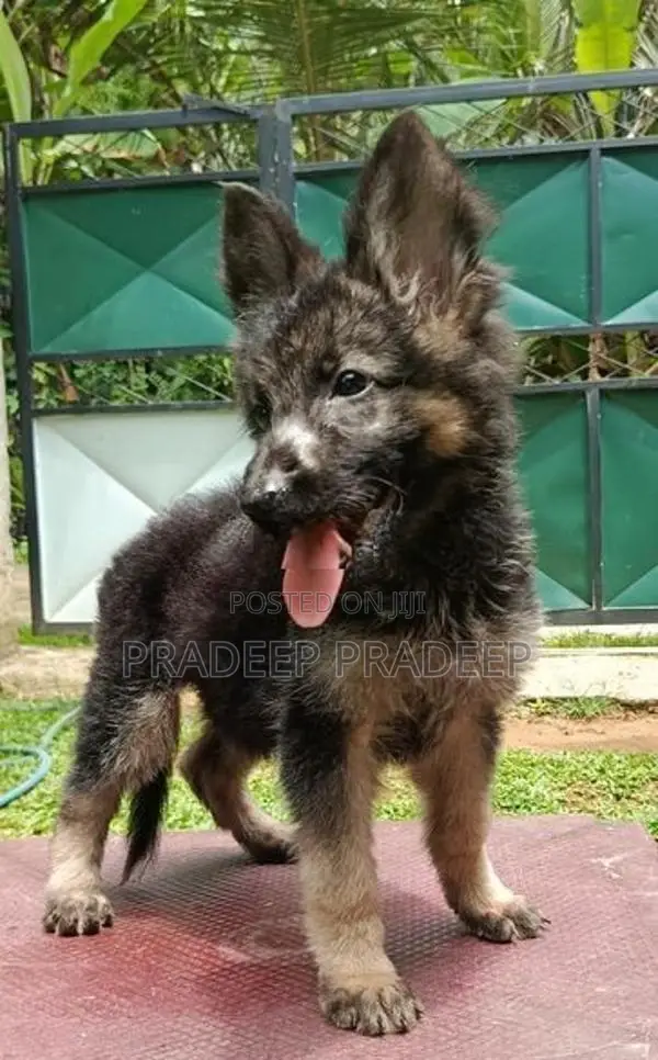 german shepherd
