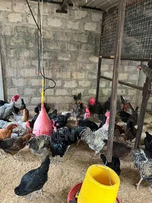 ஊர் கோழிகள் விற்பனைக்கு