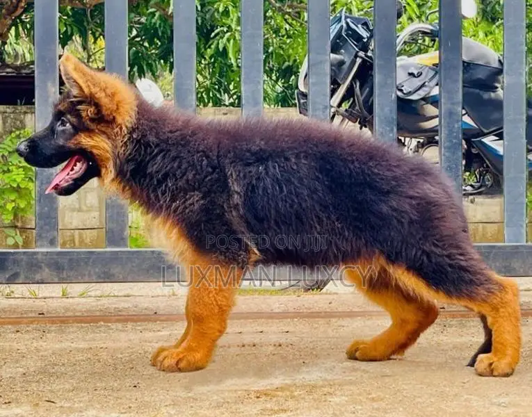 Long Coat ஜெர்மன் ஷேபர்ட் குட்டிகள் விற்பனைக்கு உண்டு.