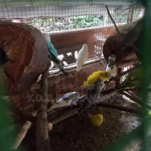 Love Birds