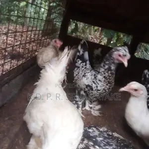 bantam chickens