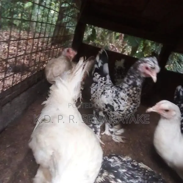 bantam chickens