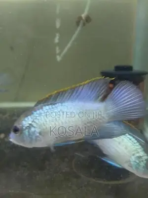 Blue Akara
