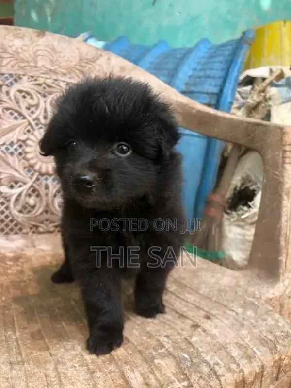 Lion Pomeranian