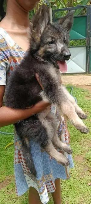 german shepherd