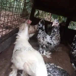 bantam chickens