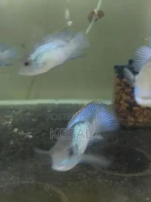 Blue Akara