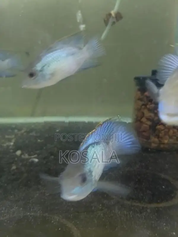 Blue Akara