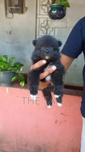 Lion Pomeranian
