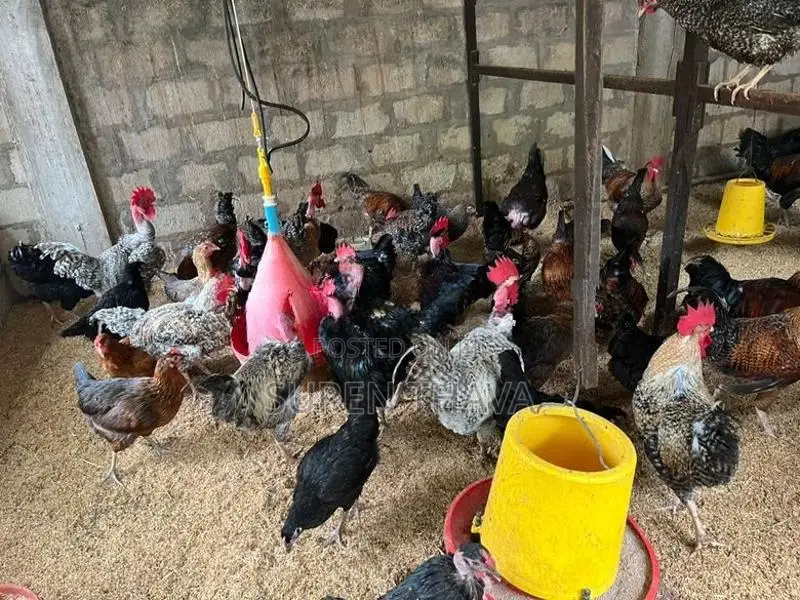 ஊர் கோழிகள் விற்பனைக்கு