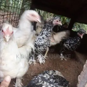 bantam chickens