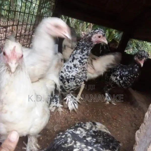 bantam chickens