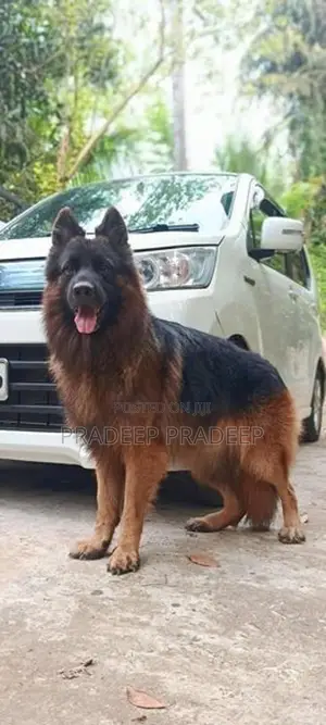 german shepherd