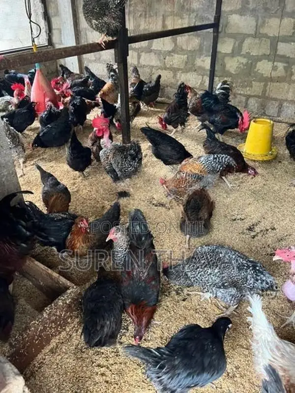 ஊர் கோழிகள் விற்பனைக்கு