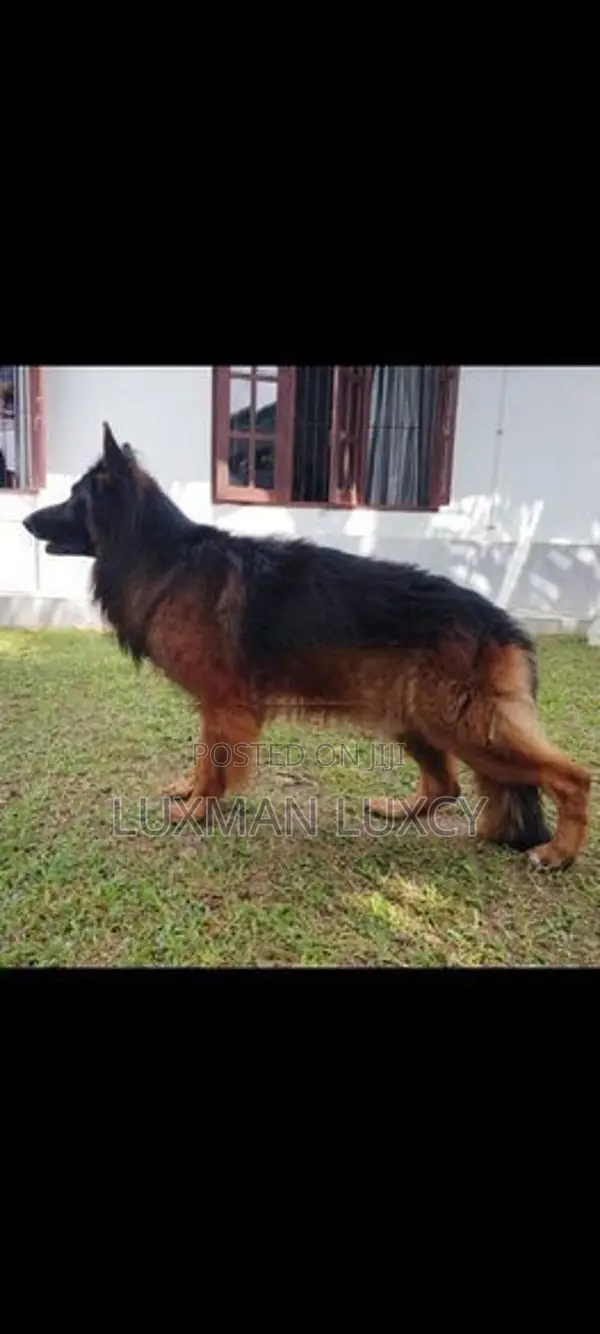 Long Coat ஜெர்மன் ஷேபர்ட் குட்டிகள் விற்பனைக்கு உண்டு.