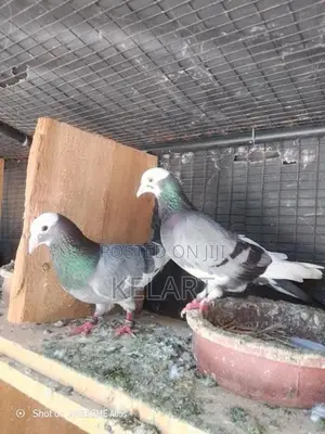 Parawiyan
