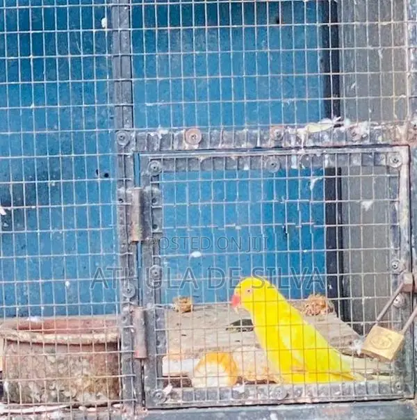 Bird Cage with Birds