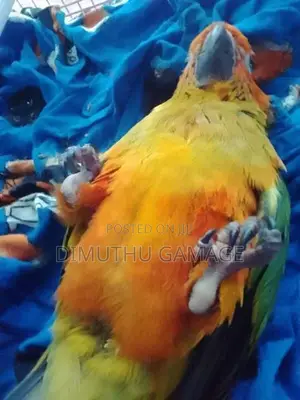 Sun Conure Bird