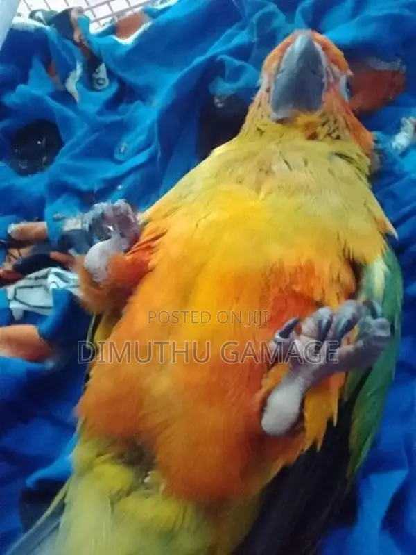Sun Conure Bird