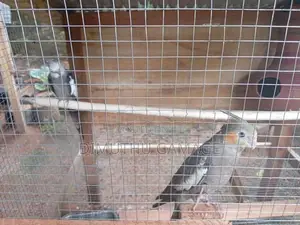 Cockatiel Bird