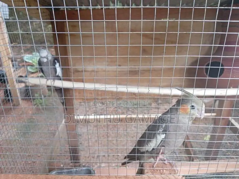 Cockatiel Bird