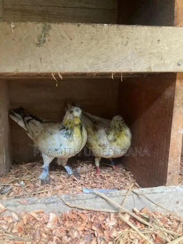 පරවියන්