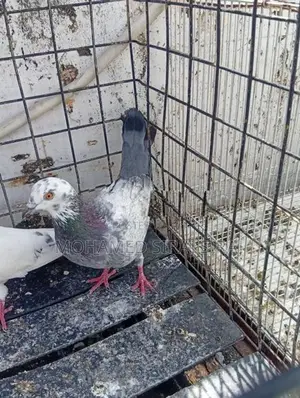 Pigeon