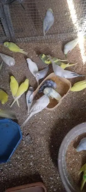 Love Birds