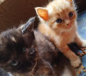 Persian Mix Cat