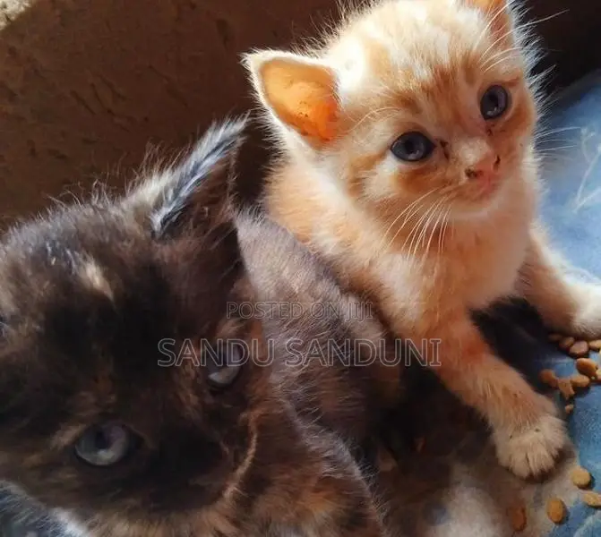 Persian Mix Cat