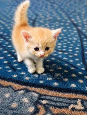 pure Persian kittens