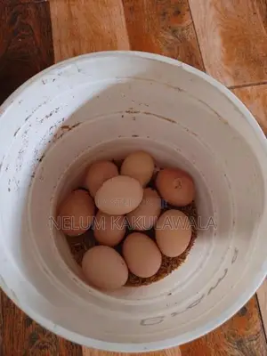 බ්‍රාහ්මා බිත්තර විකිණීමට