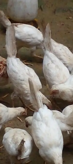 kikiliyan