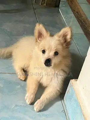 pomeranian