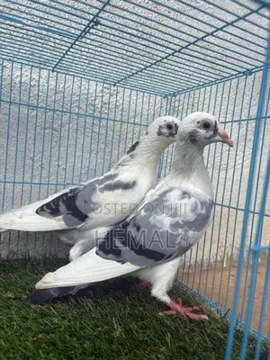 Racing Homer Pigeons
