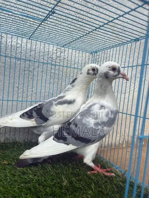 Racing Homer Pigeons