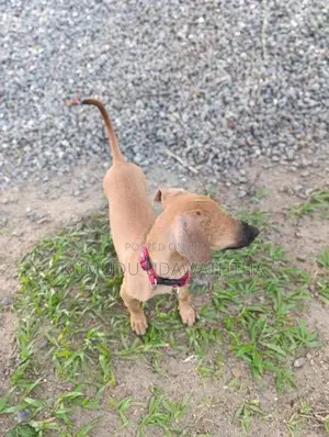 dashound dog