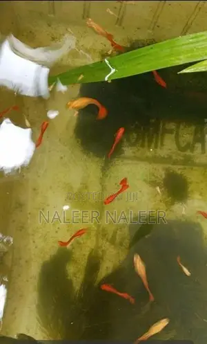 Albino Full Red Fish