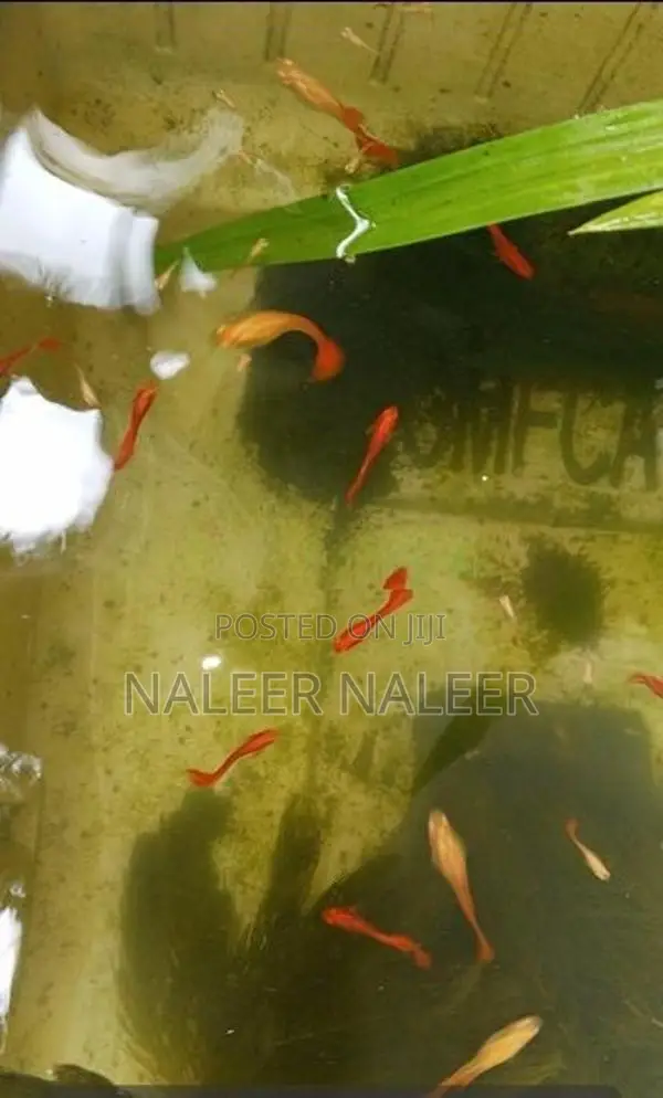 Albino Full Red Fish